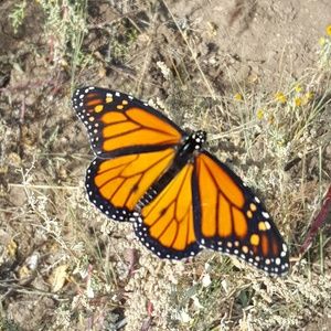 Meet your Posher, Demaris